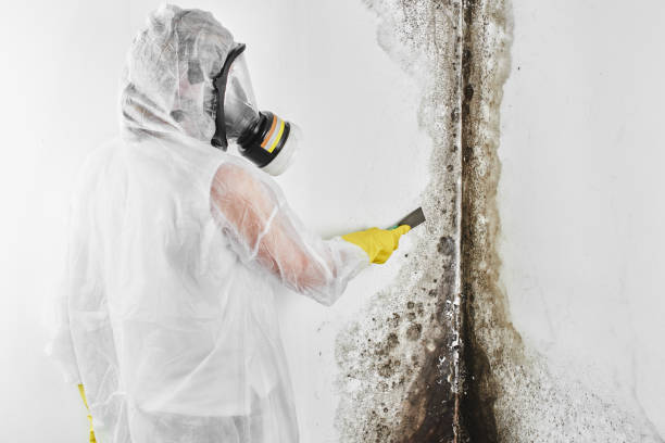 Best Same-Day Mold Removal  in Richlandtown, PA