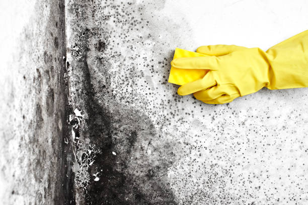 Best Mold Cleaning Services  in Richlandtown, PA
