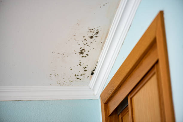 Best Crawl Space Mold Removal  in Richlandtown, PA