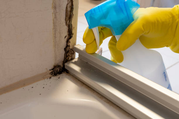 Best Affordable Mold Removal  in Richlandtown, PA