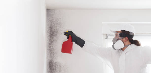 Best Attic Mold Removal  in Richlandtown, PA