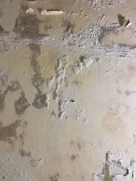 Best Mold Damage Repair  in Richlandtown, PA