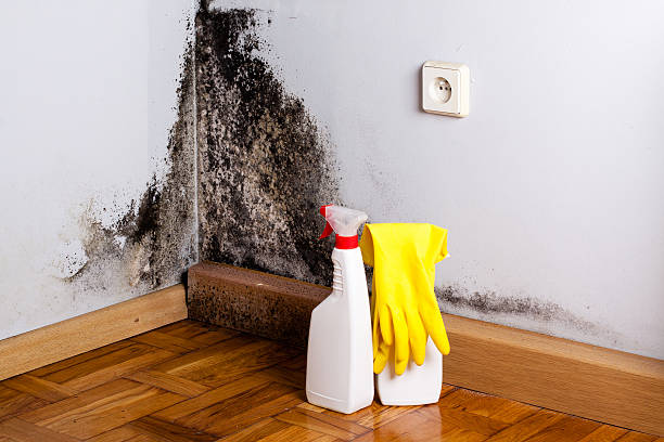 Mold Testing and Removal in Richlandtown, PA