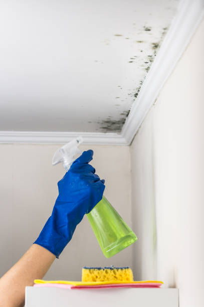 Best Mold Remediation  in Richlandtown, PA