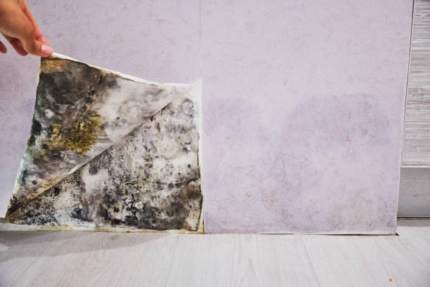 Best Toxic Mold Removal  in Richlandtown, PA